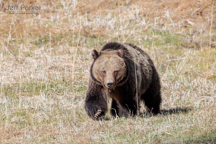 During Jeff Parker's Spring in Yellowstone  Photo Tour, focus on creating memorable images of America's first national park