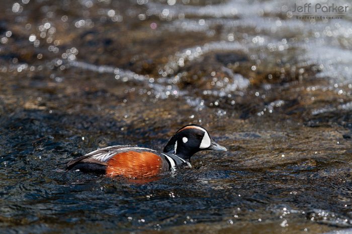 During Jeff Parker's Spring in Yellowstone  Photo Tour, focus on creating memorable images of America's first national park