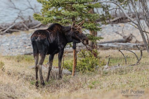 During Jeff Parker's Spring in Yellowstone  Photo Tour, focus on creating memorable images of America's first national park