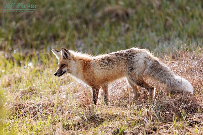 During Jeff Parker's Spring in Yellowstone  Photo Tour, focus on creating memorable images of America's first national park
